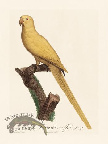 Barraband Parrot 043